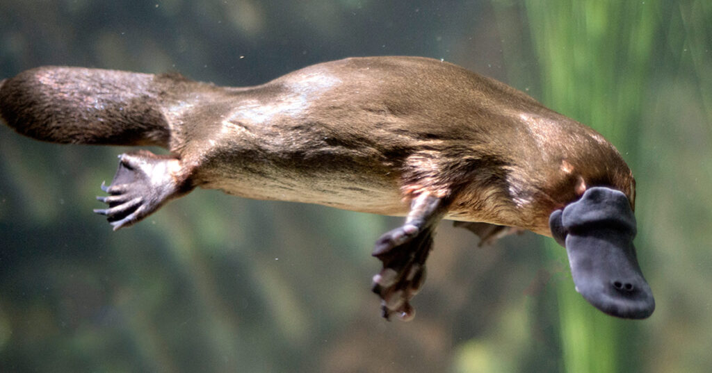 ANIMALES QUE SOLO ENCONTRARÁS EN AUSTRALIA