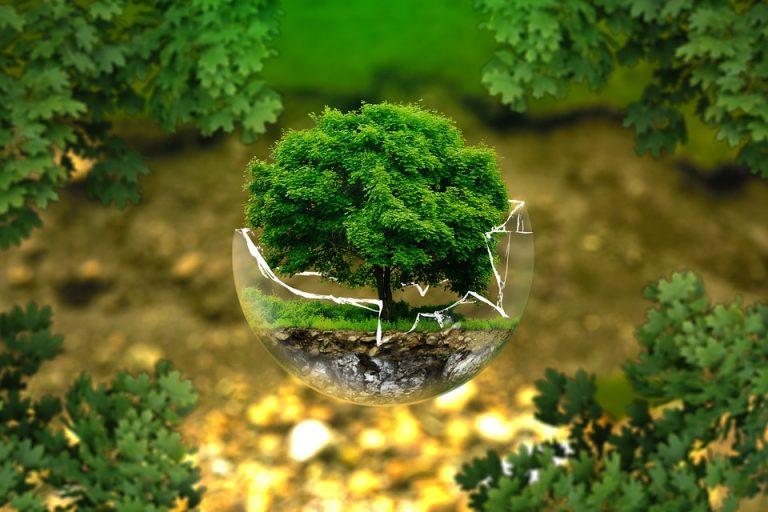 6 IDEAS INNOVADORAS PARA EL CUIDADO DEL MEDIO AMBIENTE